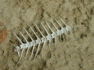 fishbone.jpg
