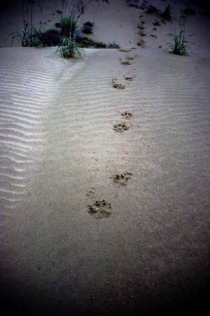 wolftracksnogahabarasanddunes.jpg